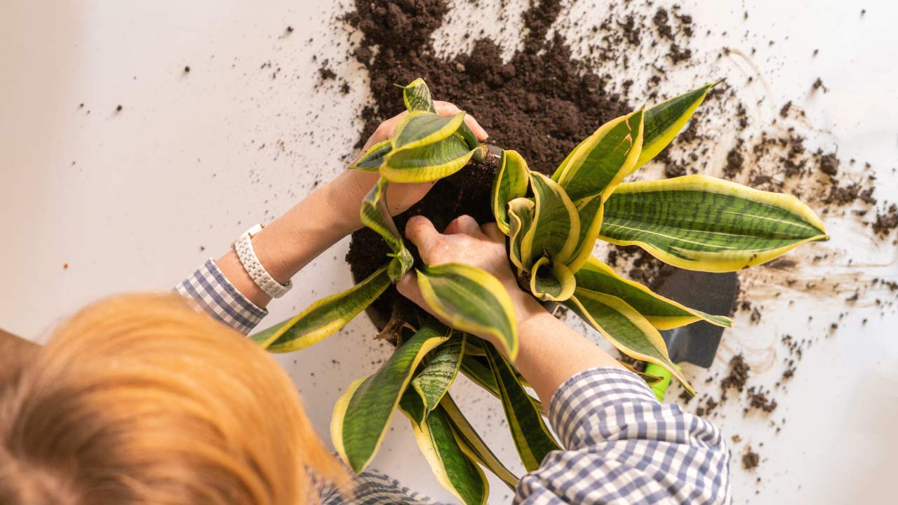Black Gold Snake Plant Care Guide: Expert Tips & Propagating 5 snake plant soil