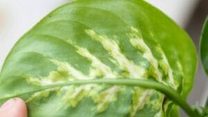 Spider Mites on Pothos Plants: Here's How to Win the Battle 1 closeup of spider mites on a pothos plant