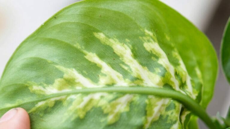 Spider Mites on Pothos Plants: Here's How to Win the Battle 3 closeup of spider mites on a pothos plant