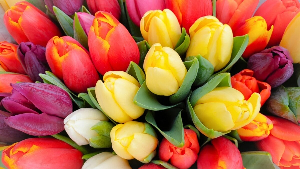 15 Stunning Flowering Bulbs & Tubers for Shady Backyards - tulip ss1673844967