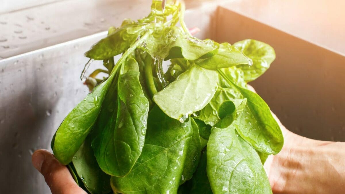 20 Best Vegetables for High-Yield Container Gardening 8 spinach