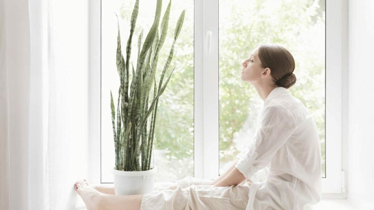 enjoying the benefits of a snake plant on windowsill