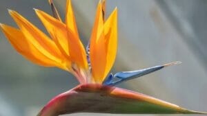 15 Heat Hardy Flowers That Thrive in Scorching Weather 1 Bird of Paradise flower