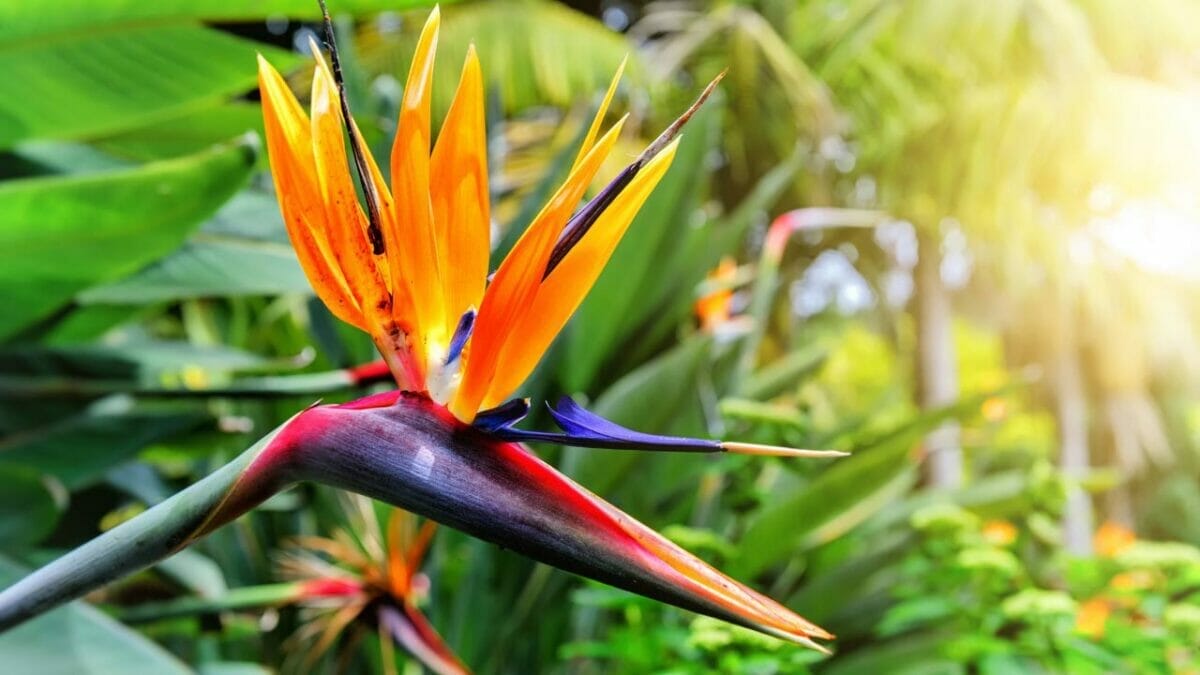 15 Heat Hardy Flowers That Thrive in Scorching Weather 16 Bird of Paradise flower