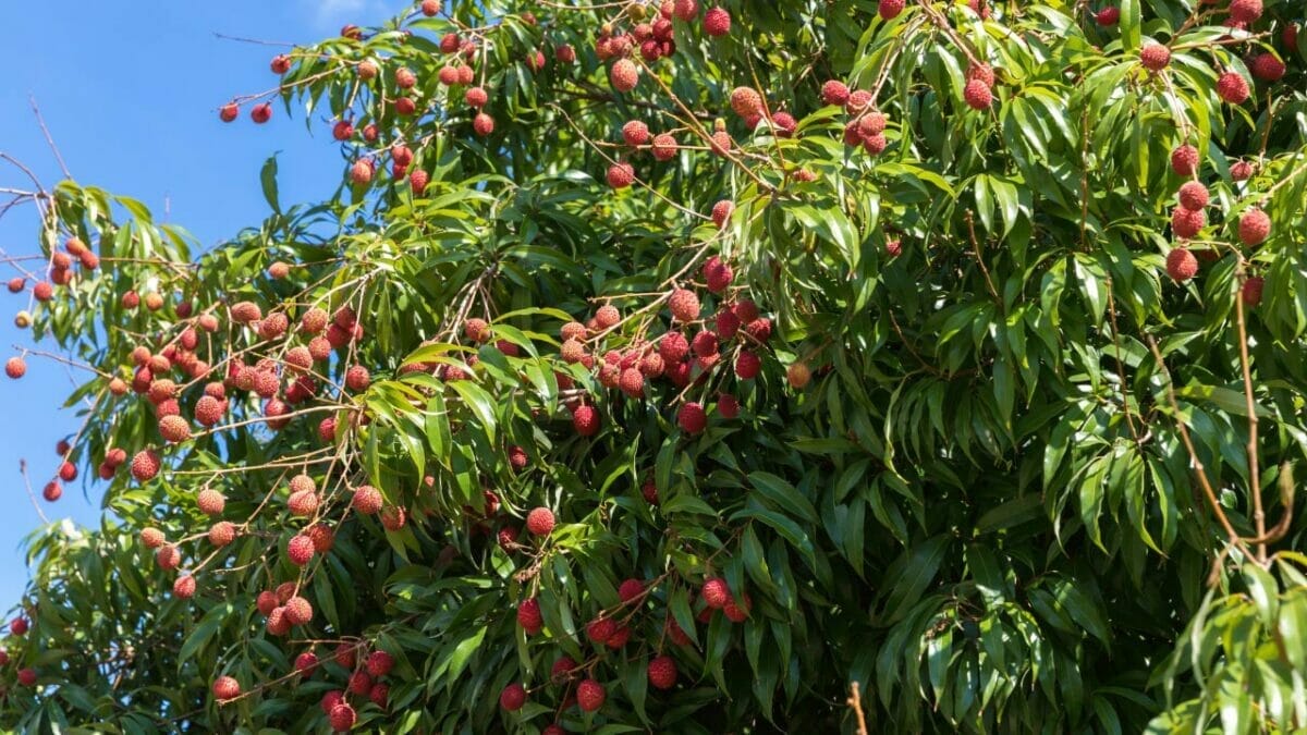 Strange Fruit - Unusual Ideas for Fruits That You Can Grow at Home 6 Lychee Tree fruit