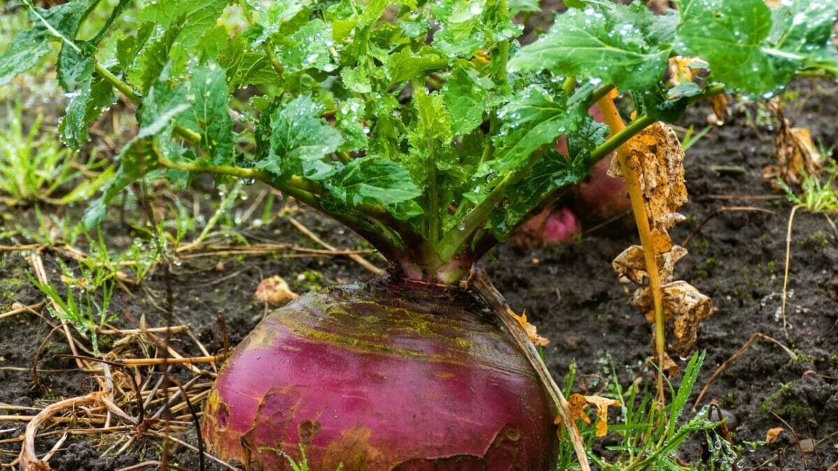 17 Vegetables That Do Not Like Peat Moss: Revealed 16 Rutabaga