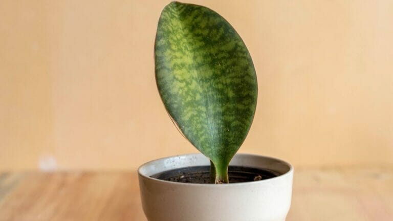 Whale Fin Snake Plant: The Must-Have Plant of the Year 1 whale fin snake plant