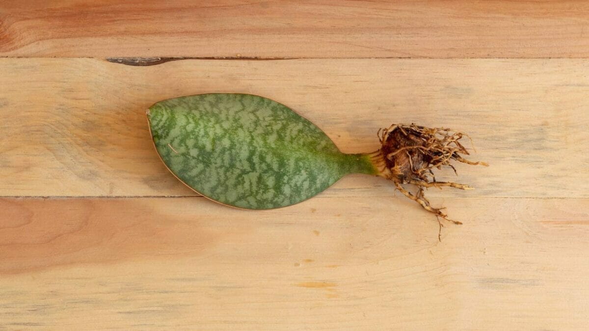 Whale Fin Snake Plant: The Must-Have Plant of the Year 5 Whale Fin propagation