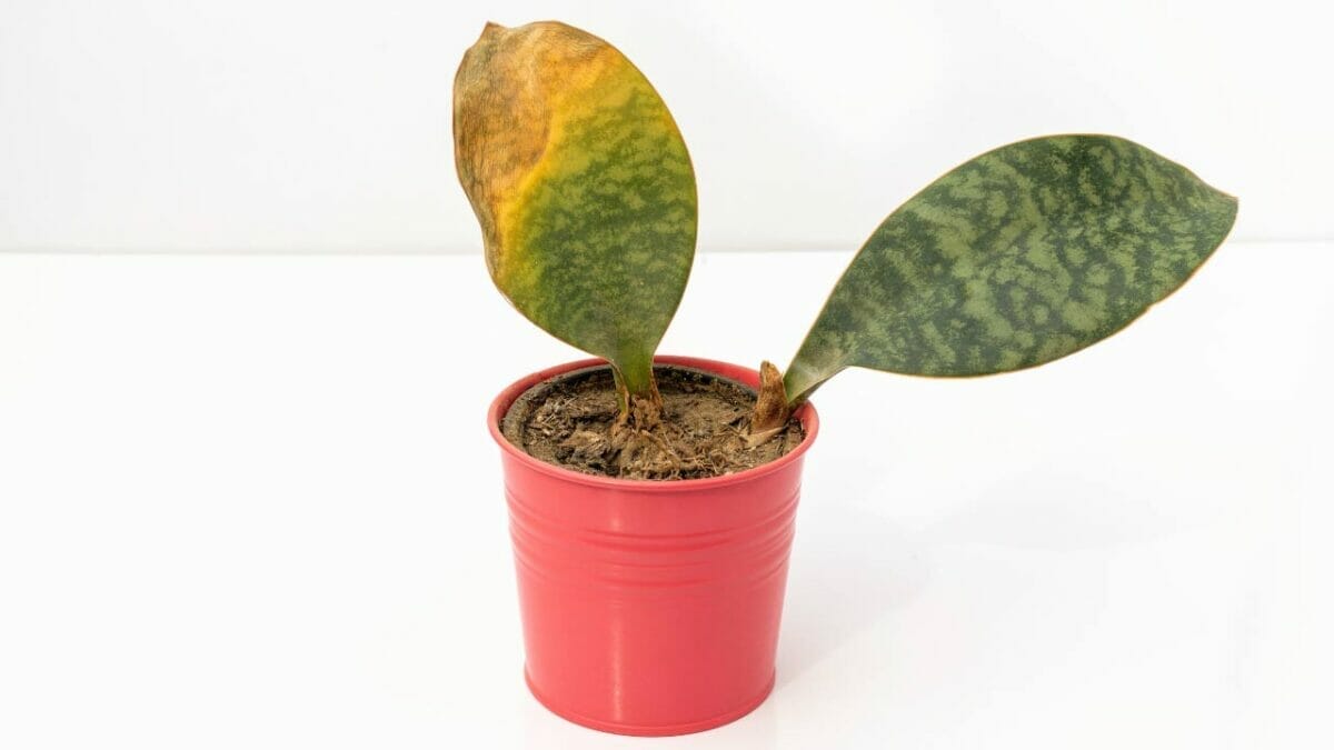 Whale Fin Snake Plant: The Must-Have Plant of the Year 6 Whale Fin yellow leaf