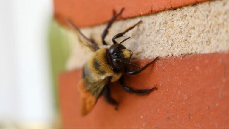 Bee Bricks are Building a Buzz: Genius, or Worst Idea Ever? 8 bee on brick