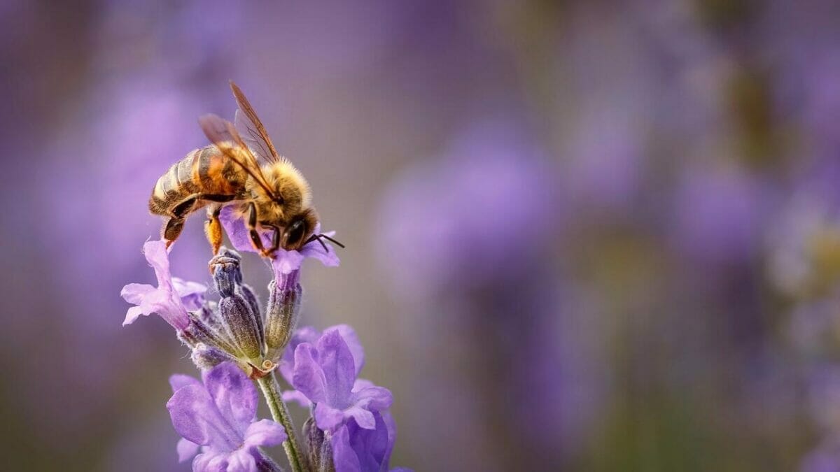 Bee Bricks are Building a Buzz: Genius, or Worst Idea Ever? 2 Bee Bricks are Building a Buzz: Genius, or Worst Idea Ever? - bee lavender dp254002176