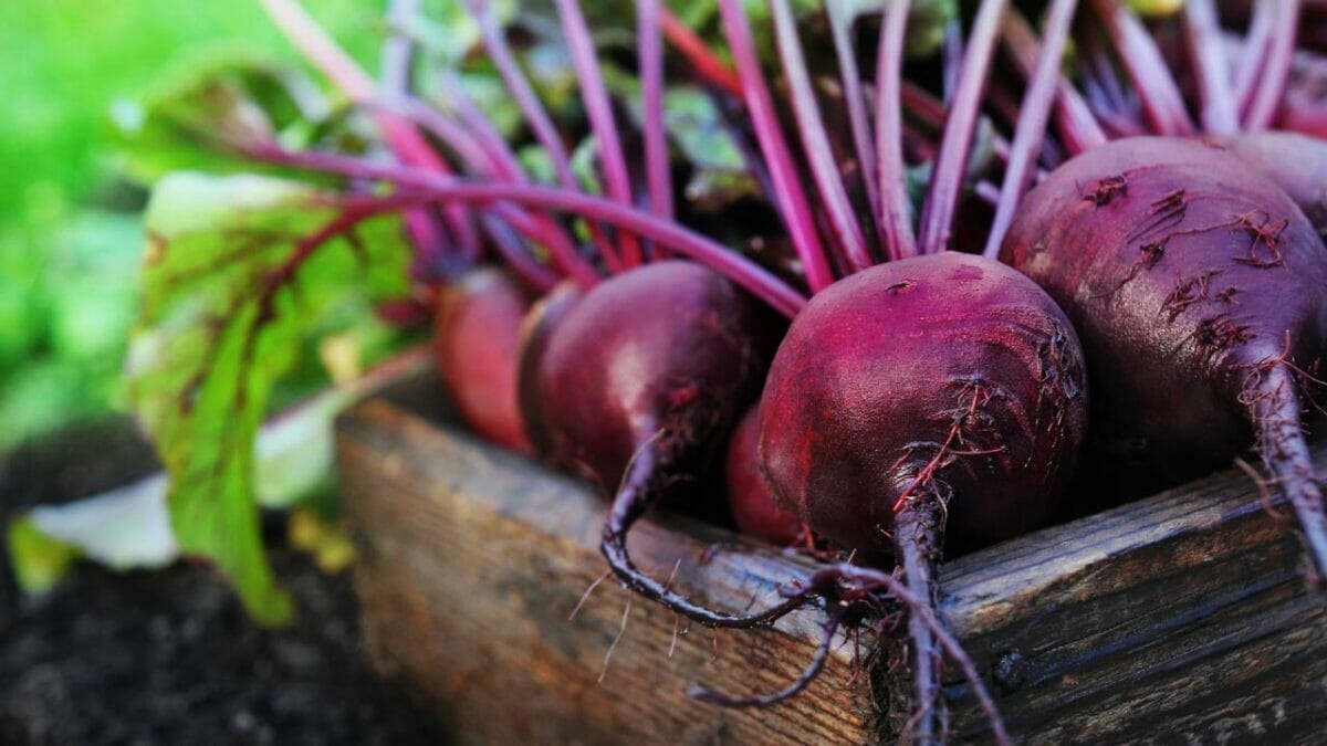 17 Vegetables That Do Not Like Peat Moss: Revealed 3 beetroot harvested