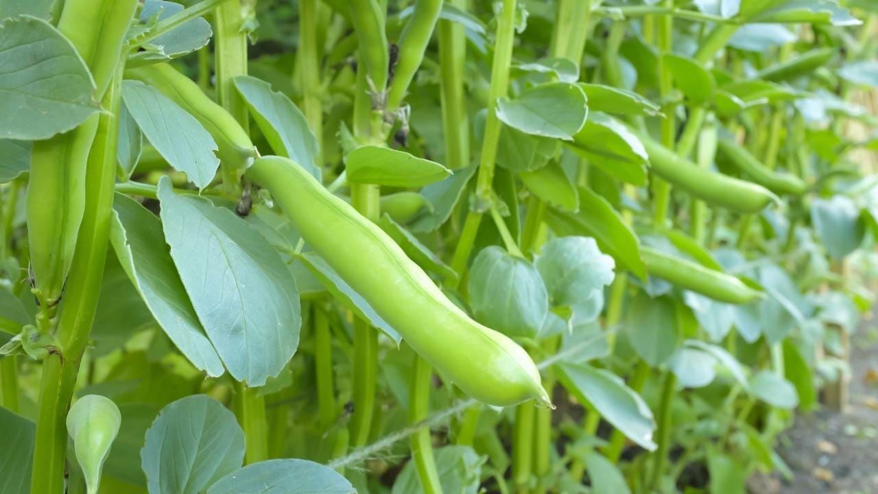 10 Best Chamomile Companion Plants & 3 You Should Avoid 8 broad beans plant