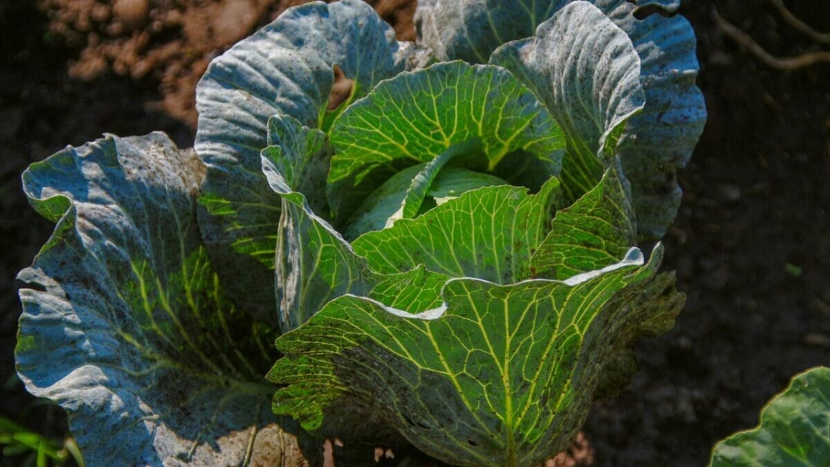 17 Vegetables That Do Not Like Peat Moss: Revealed 5 cabbage