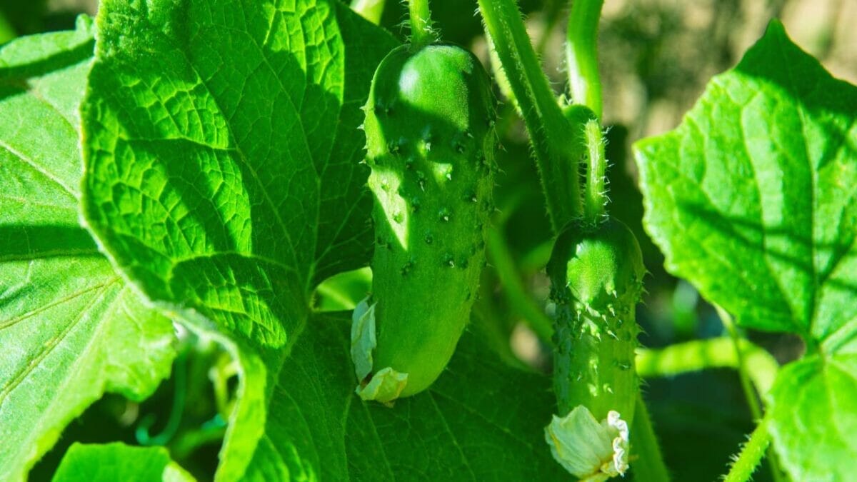 15 Gorgeous Poolside Plants That Repel Wasps and Bees - cucumber dp302313372