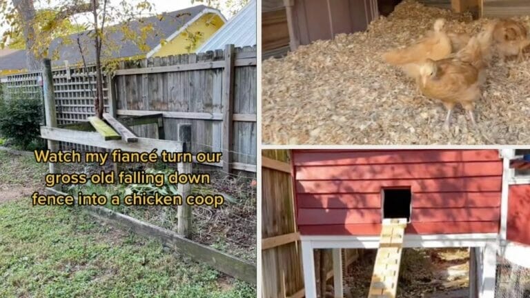 When Life Gives You Leaning Fences, Build a Chicken Paradise! How This Couple Built a Cheap DIY Chicken Coop 10 diy cheap chicken coop build