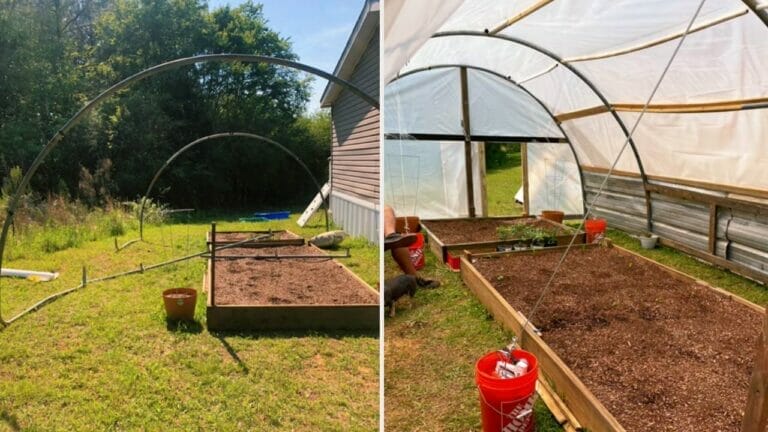This Couple Turned Scrap Trampolines Into a Mind-Blowing DIY Cheap Greenhouse! 1 diy greenhouse