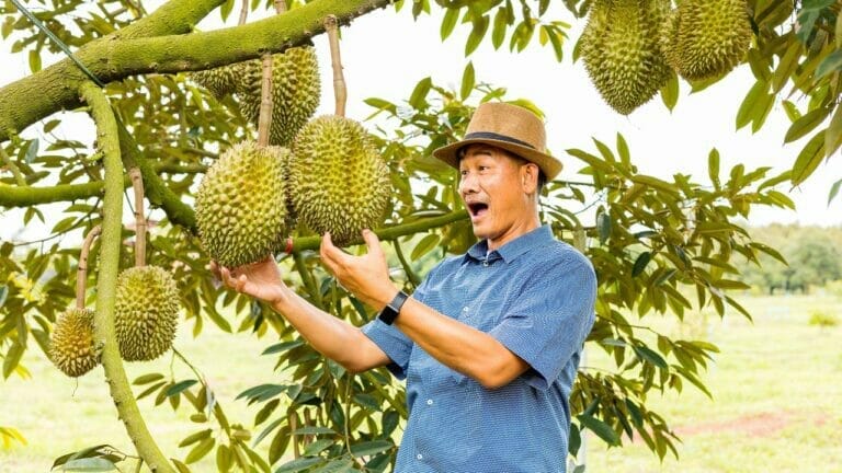 Strange Fruit - Unusual Ideas for Fruits That You Can Grow at Home 10 durian fruit
