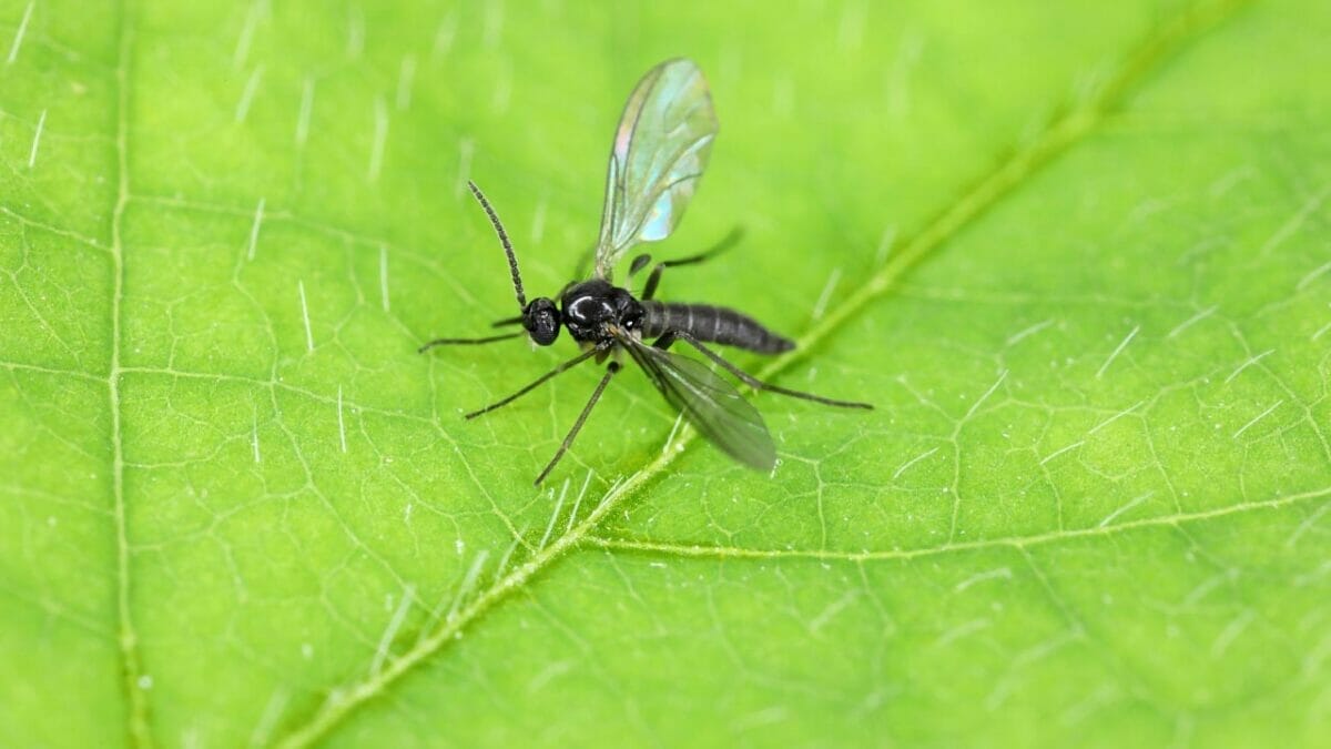 20 Uses for Orange Peels in the Garden: Why Gardeners Swear By Them 14 20 Uses for Orange Peels in the Garden: Why Gardeners Swear By Them - fungus gnat ss2227211959