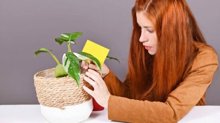 How to Get Rid of Gnats in Plants: From Infested to Insect-Free 7 gnats houseplant