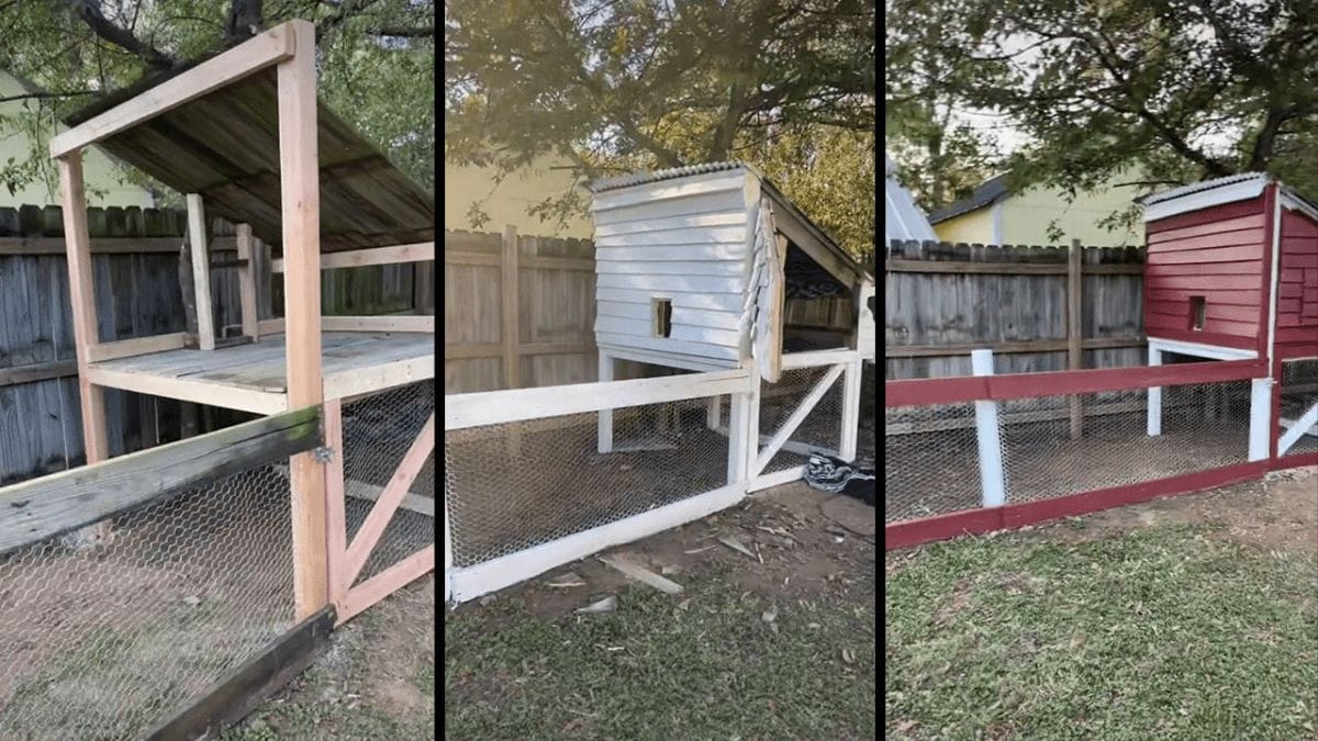 When Life Gives You Leaning Fences, Build a Chicken Paradise! How This Couple Built a Cheap DIY Chicken Coop 2 DIY chicken coop