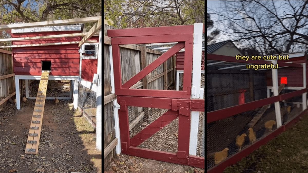When Life Gives You Leaning Fences, Build a Chicken Paradise! How This Couple Built a Cheap DIY Chicken Coop 3 When Life Gives You Leaning Fences, Build a Chicken Paradise! How This Couple Built a Cheap DIY Chicken Coop - image 3