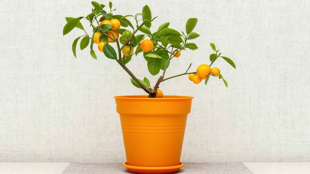 18 Best Indoor Fruit Trees: Guide to Your Own Edible Oasis 15 indoor Calamondin Oranges tree