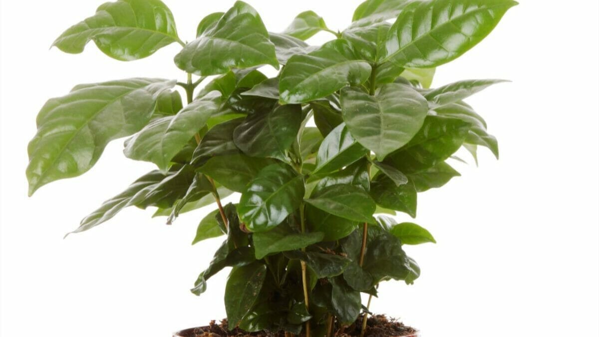 18 Best Indoor Fruit Trees: Guide to Your Own Edible Oasis 17 indoor Coffea arabica tree