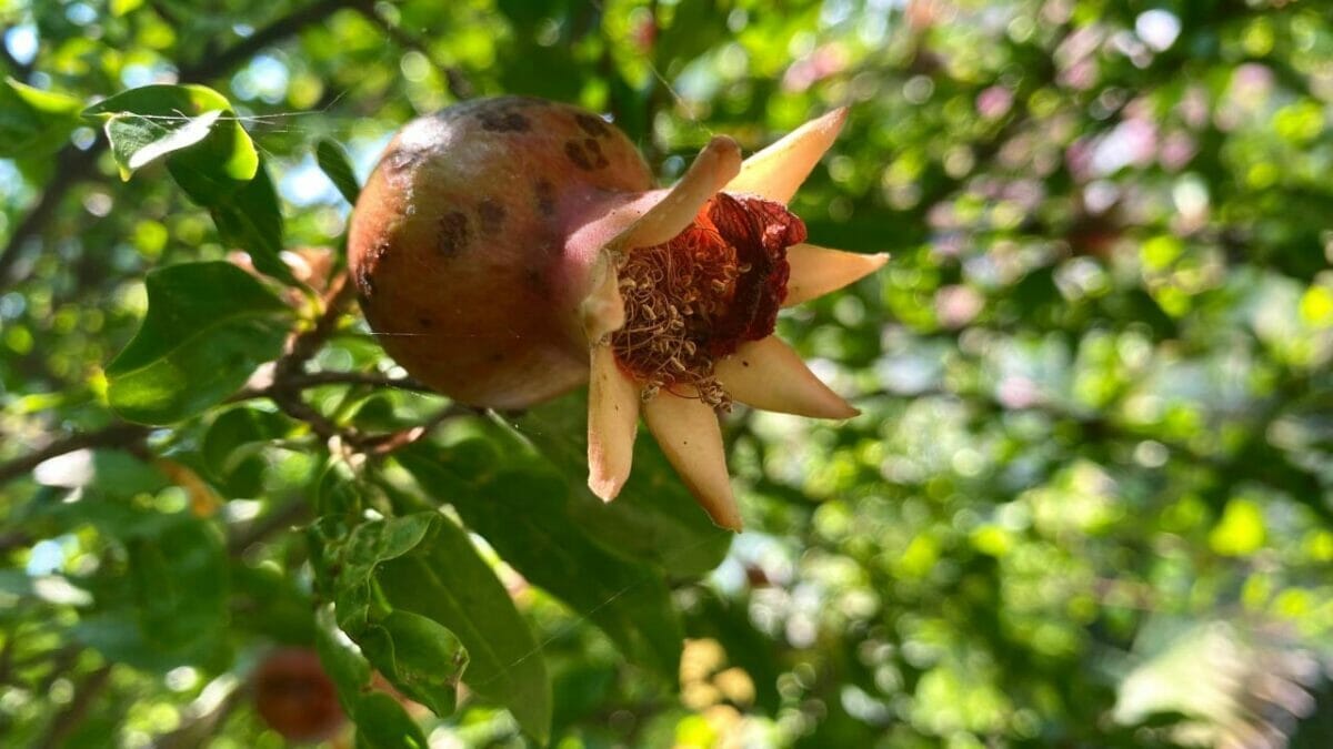18 Best Indoor Fruit Trees: Guide to Your Own Edible Oasis 18 indoor Dwarf Pomegranate tree