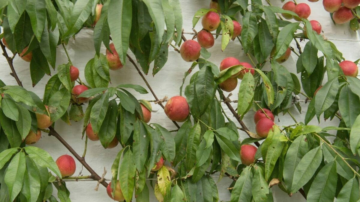 EWG’s 2024 Fruit & Veggie Dirty Dozen (Highest in Pesticides) & Clean 15 Lists - indoor Nectarine tree ss716114836