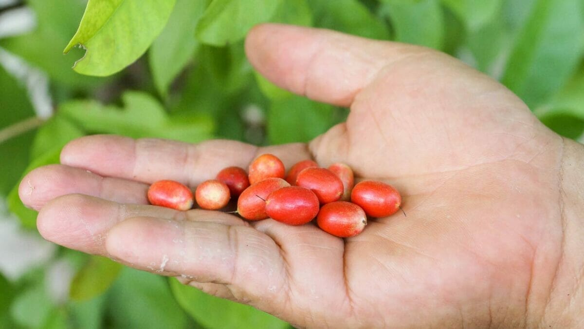 18 Best Indoor Fruit Trees: Guide to Your Own Edible Oasis 16 indoor Synsepalum dulcificum fruit tree