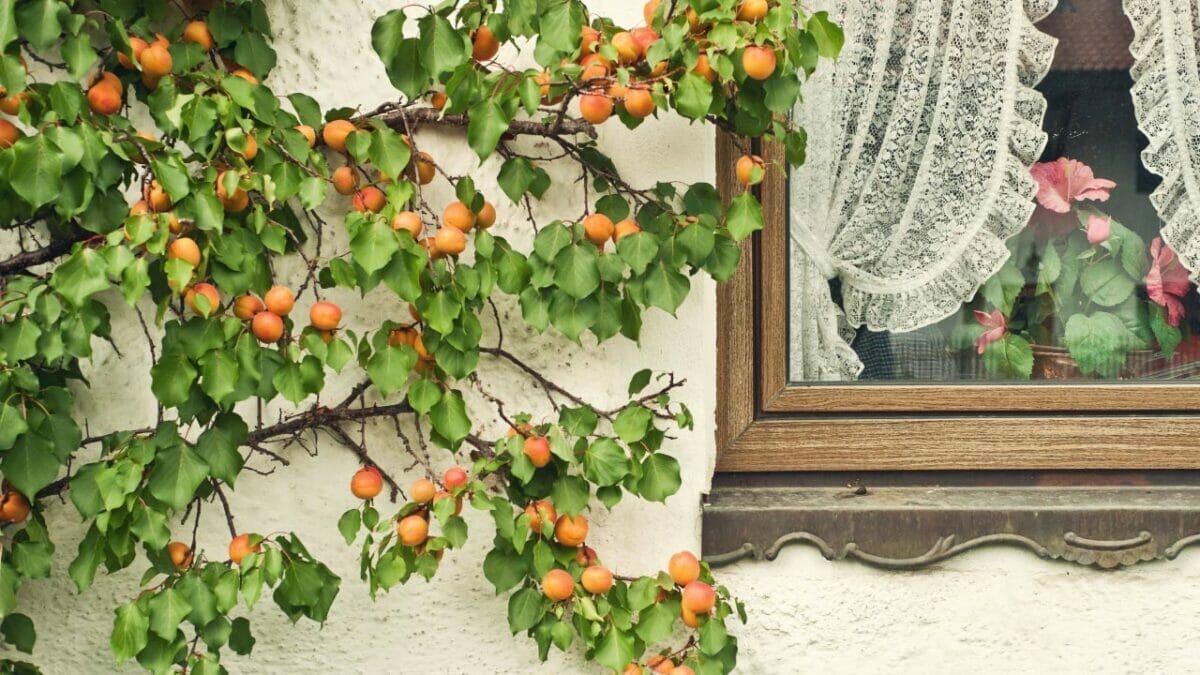 18 Best Indoor Fruit Trees: Guide to Your Own Edible Oasis 7 indoor apricot fruit tree