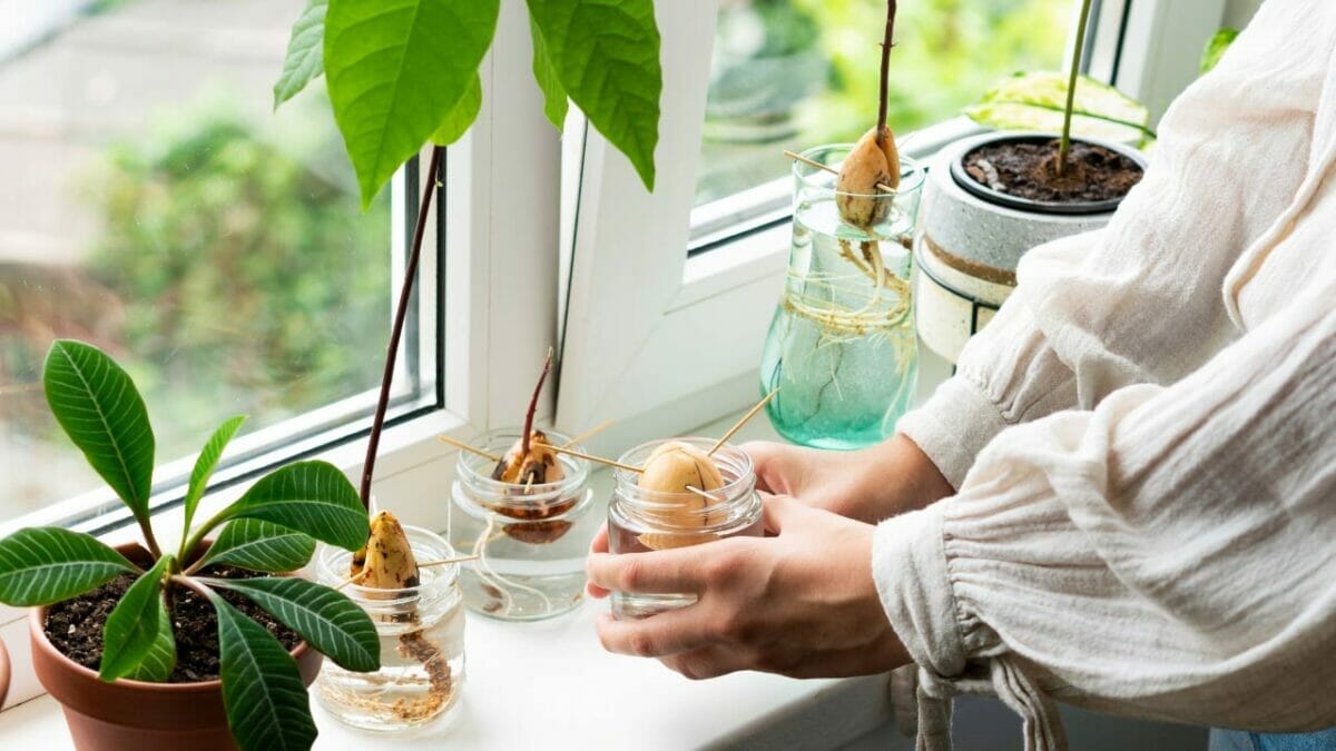 15 Ways to Save a Dying Plant & Bring It Back to Life 8 15 Ways to Save a Dying Plant & Bring It Back to Life - indoor avocado tree ss2173349517