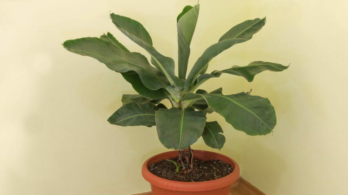 18 Best Indoor Fruit Trees: Guide to Your Own Edible Oasis 12 indoor banana tree