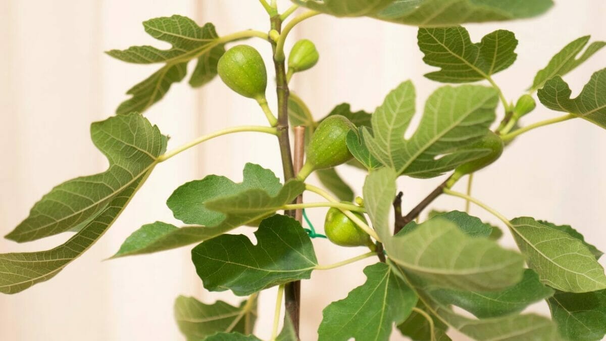15 Plants That Thrive in LECA & Semi-Hydroponics 17 15 Plants That Thrive in LECA & Semi-Hydroponics - indoor fig fruit tree ss2005162694