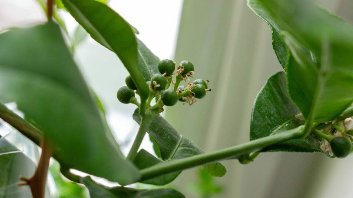 18 Best Indoor Fruit Trees: Guide to Your Own Edible Oasis 2 indoor kaffir lime tree