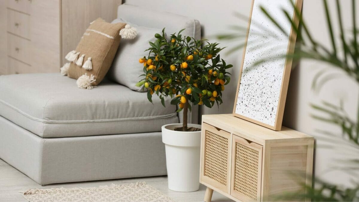 18 Best Indoor Fruit Trees: Guide to Your Own Edible Oasis 14 indoor kumquat tree