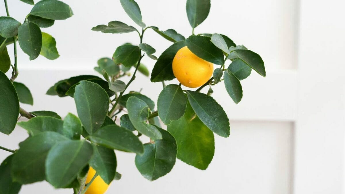 18 Best Indoor Fruit Trees: Guide to Your Own Edible Oasis 3 indoor meyer lemon tree