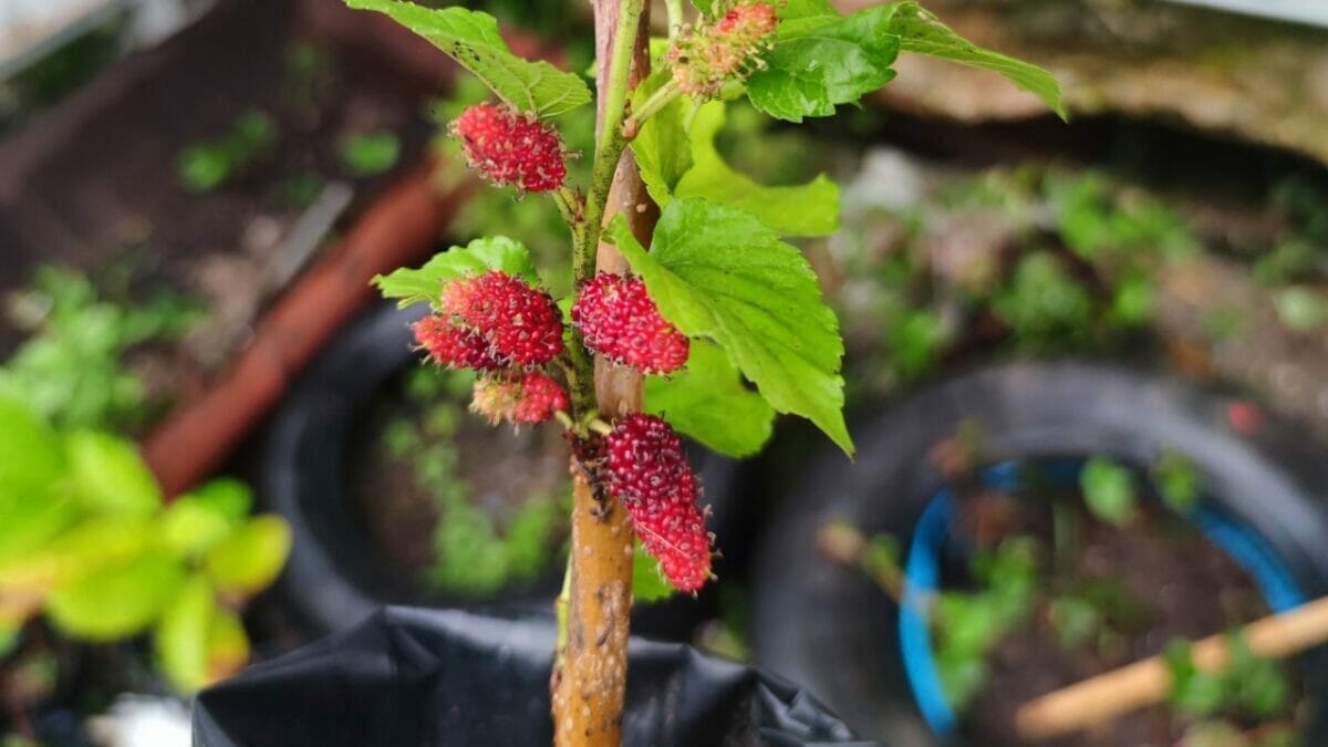 18 Best Indoor Fruit Trees: Guide to Your Own Edible Oasis 11 indoor mulberry tree