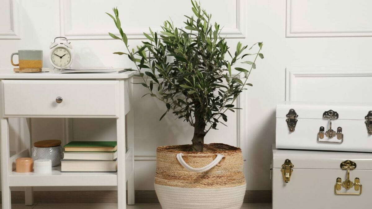 18 Best Indoor Fruit Trees: Guide to Your Own Edible Oasis 4 indoor olive tree