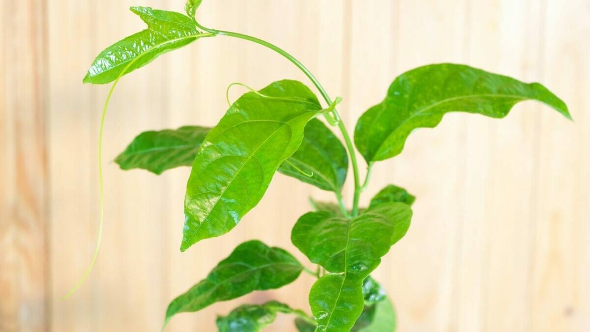 18 Best Indoor Fruit Trees: Guide to Your Own Edible Oasis 5 indoor passion fruit tree