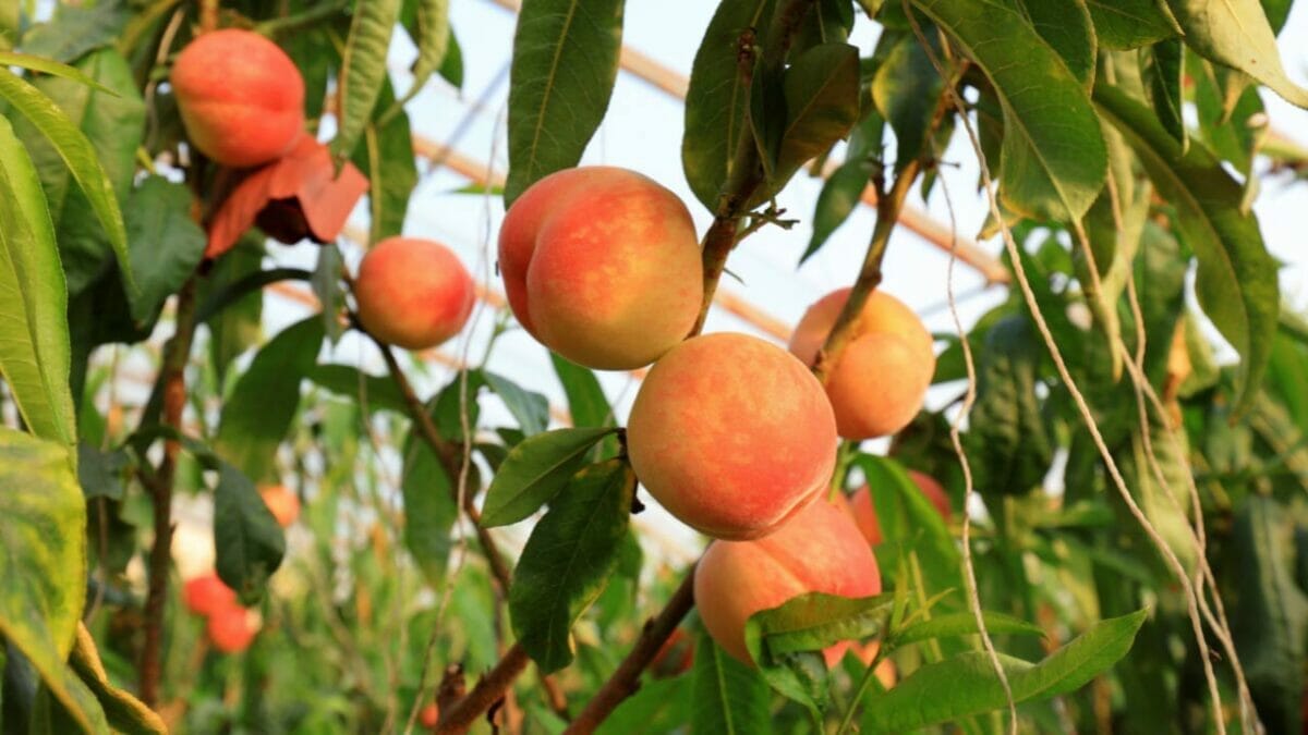 EWG’s 2024 Fruit & Veggie Dirty Dozen (Highest in Pesticides) & Clean 15 Lists - indoor peach tree ss1401168389
