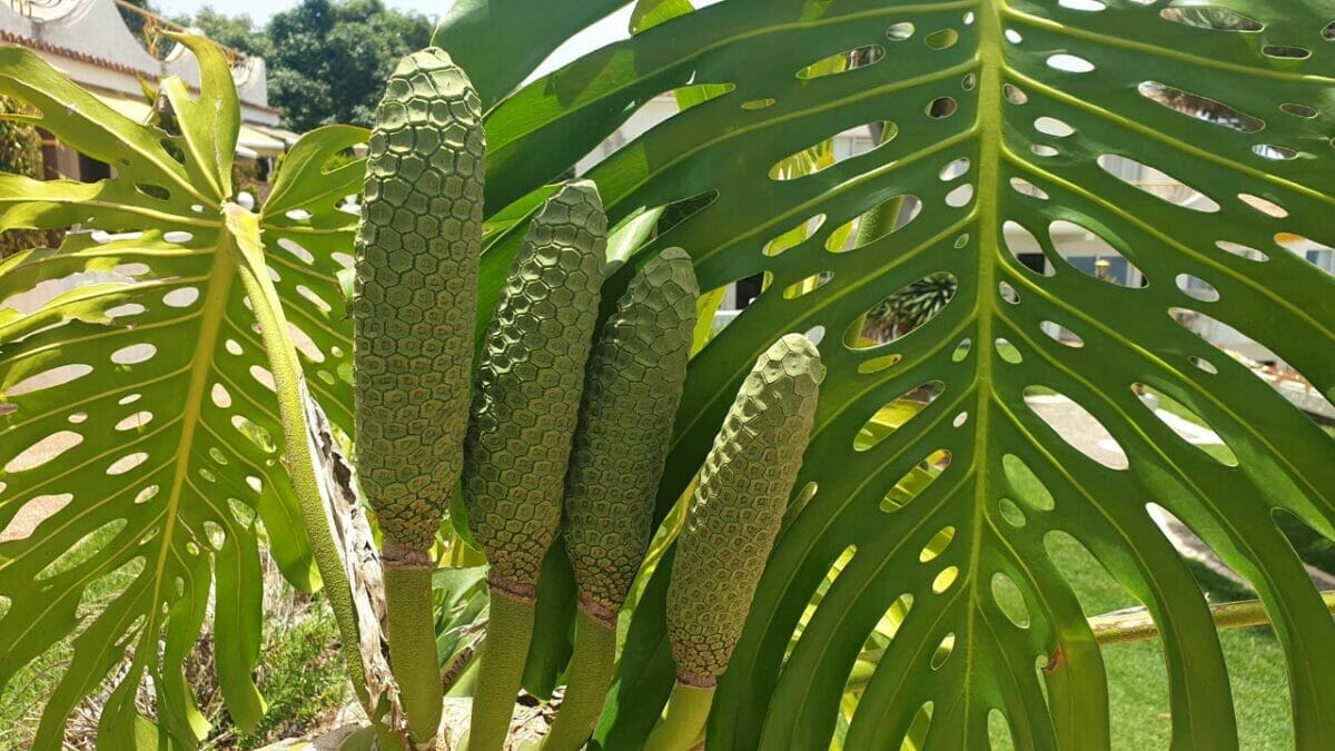 Strange Fruit - Unusual Ideas for Fruits That You Can Grow at Home 5 monstera deliciosa fruit