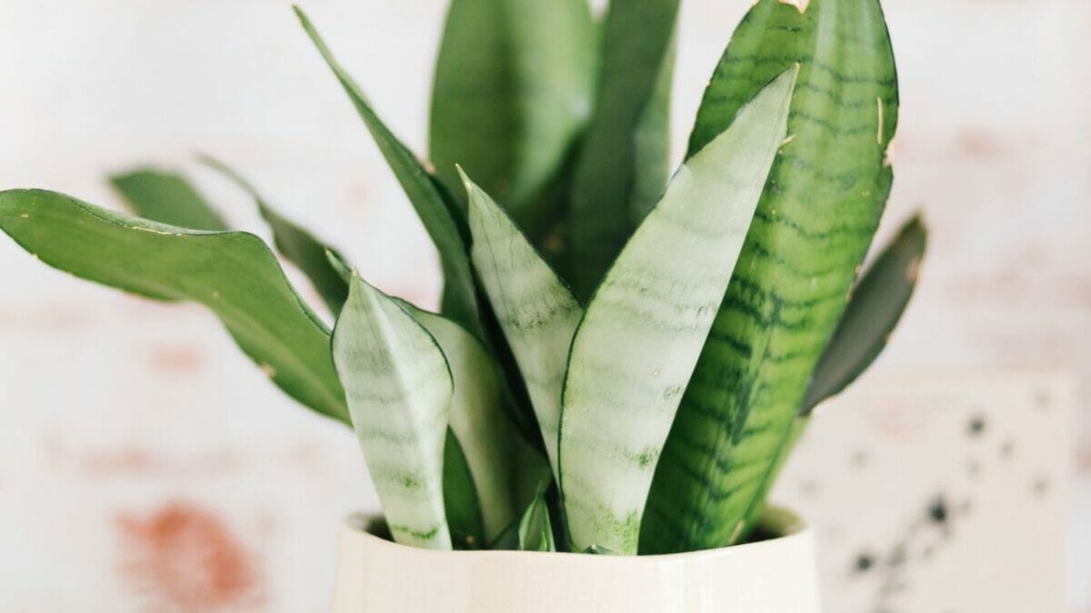 10 Snake Plant Care Mistakes Every Plant Parent Should Avoid 8 moonshine snake plant in white pot