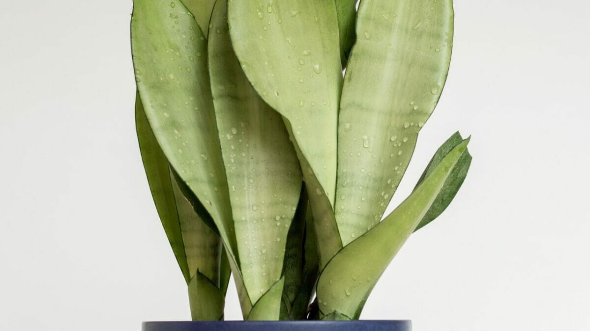 Moonshine Snake Plant Care Guide: Cultivating Elegance 3 snake plant 'moonshine' in blue pot