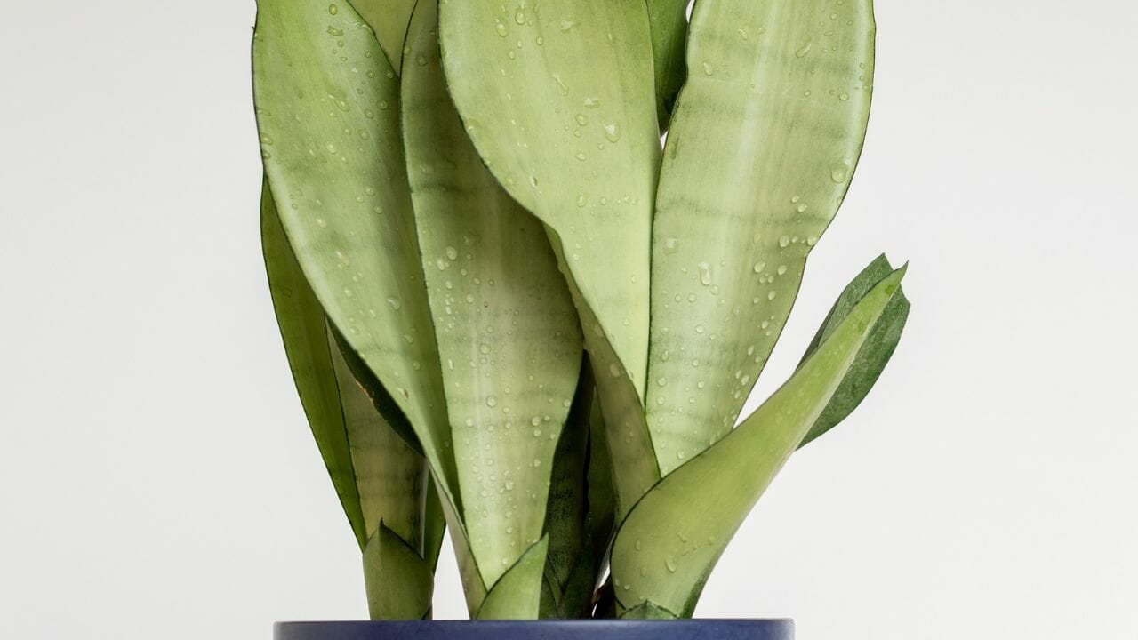 Snake Plant Splitting Leaves: 9 Most Common Causes & Simple Solutions 7 moonshine snake plant