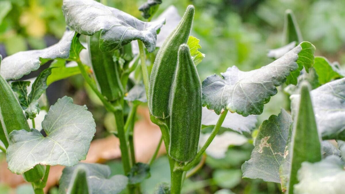 20 Best Vegetables for High-Yield Container Gardening 22 20 Best Vegetables for High-Yield Container Gardening - okra plant ss600114395