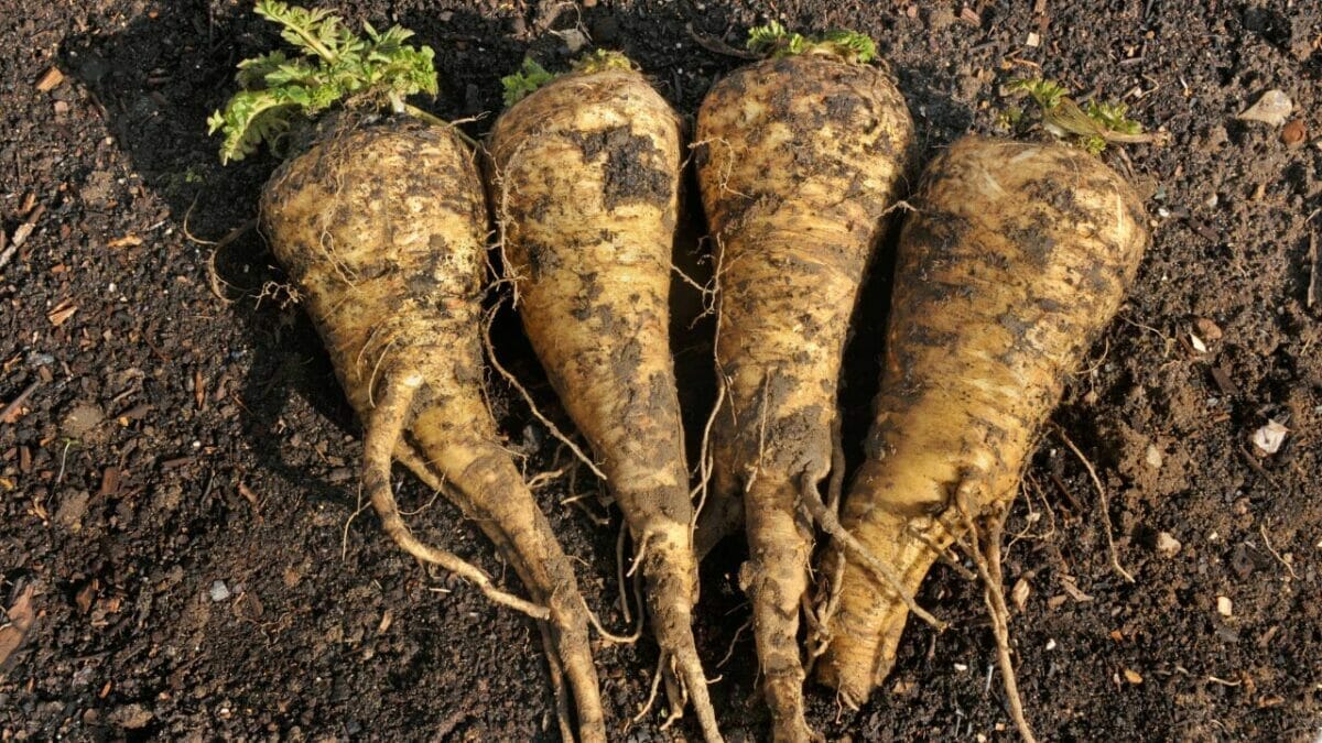 17 Vegetables That Do Not Like Peat Moss: Revealed 13 parsnips harvested