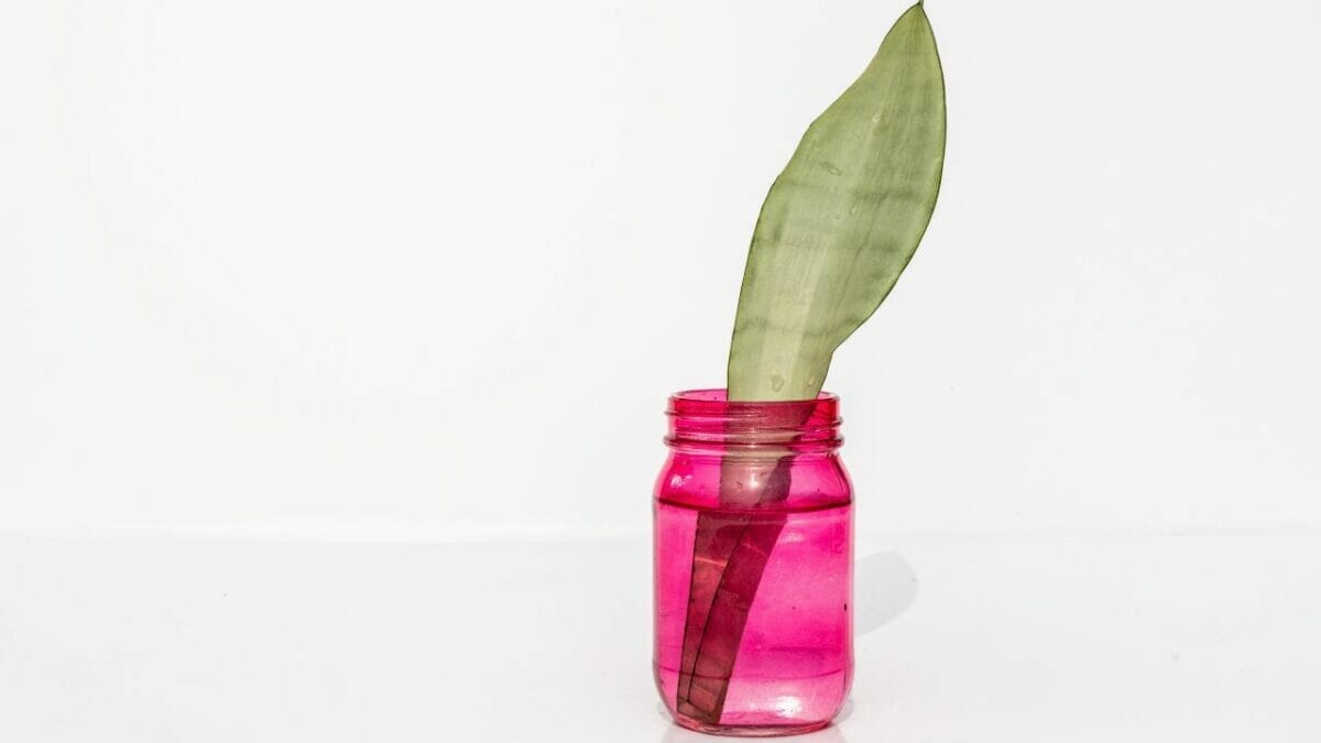 Moonshine Snake Plant Care Guide: Cultivating Elegance 7 propagating a moonshine snake plant in water