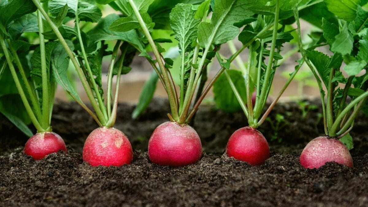 20 Best Vegetables for High-Yield Container Gardening 6 20 Best Vegetables for High-Yield Container Gardening - radish ss2157681067